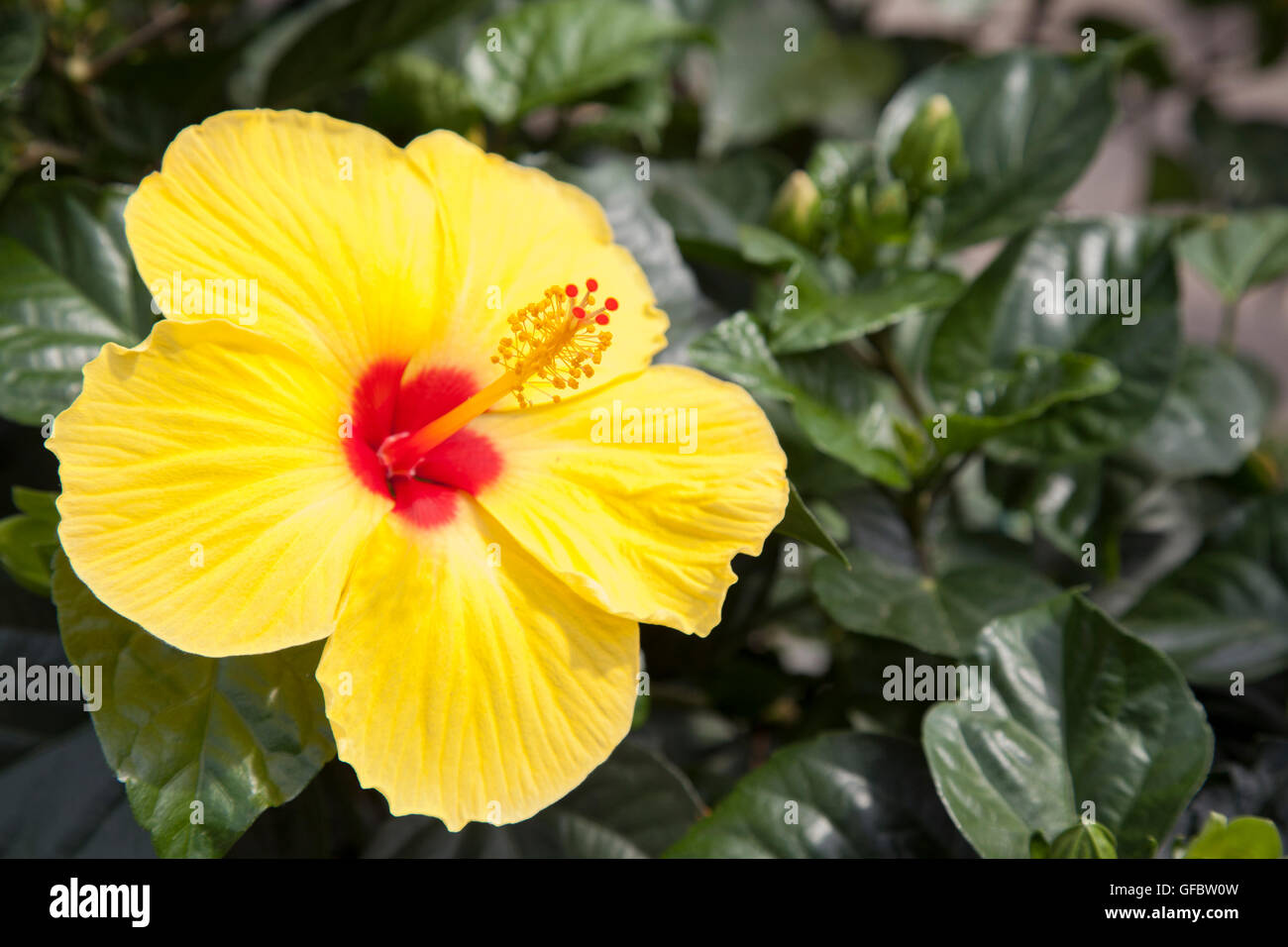 yellow hibiscus flower close up Stock Photo Alamy