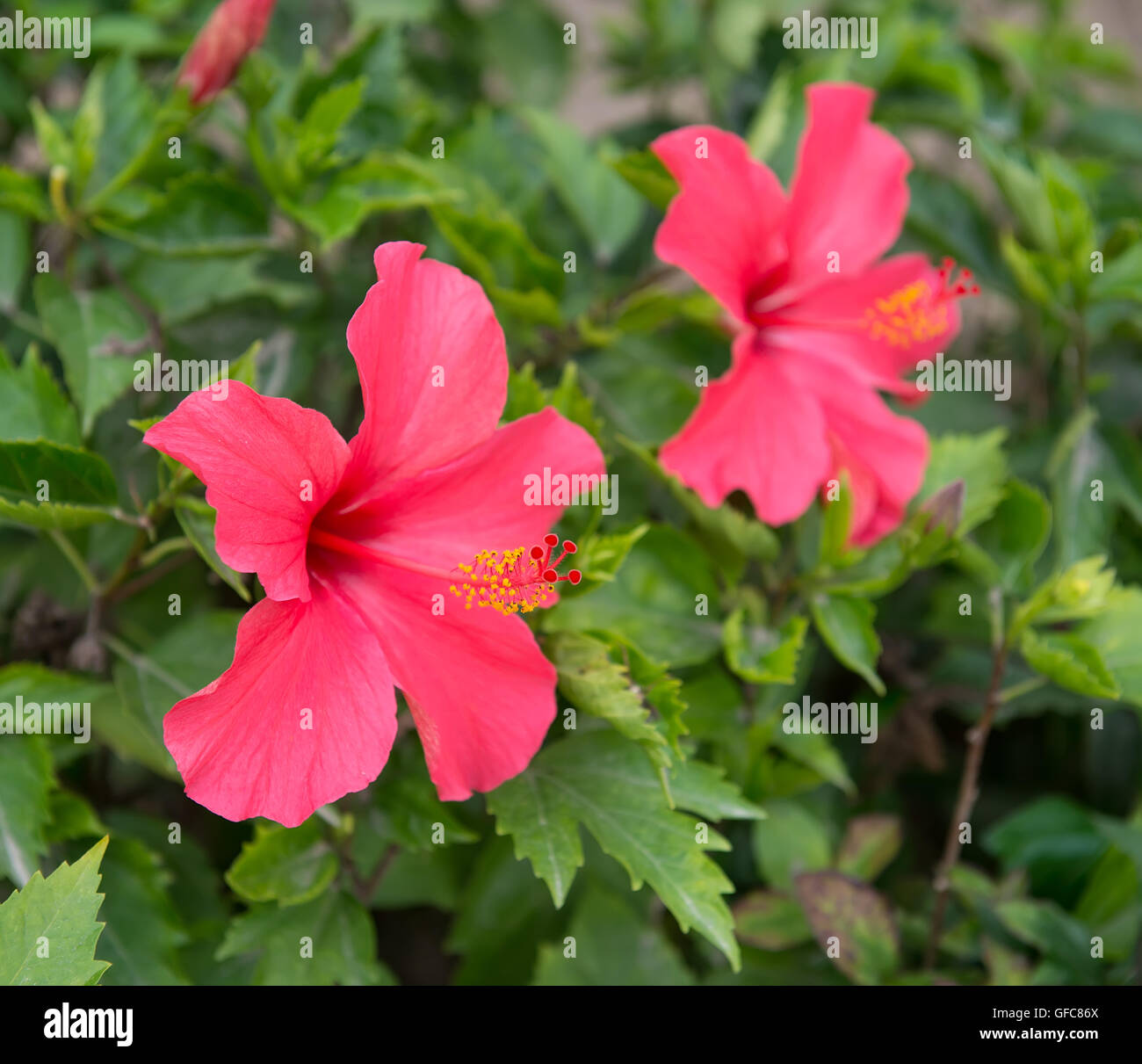 Closeup of Chinese Hibisci Rosae-Sinensis Flower Stock Photo