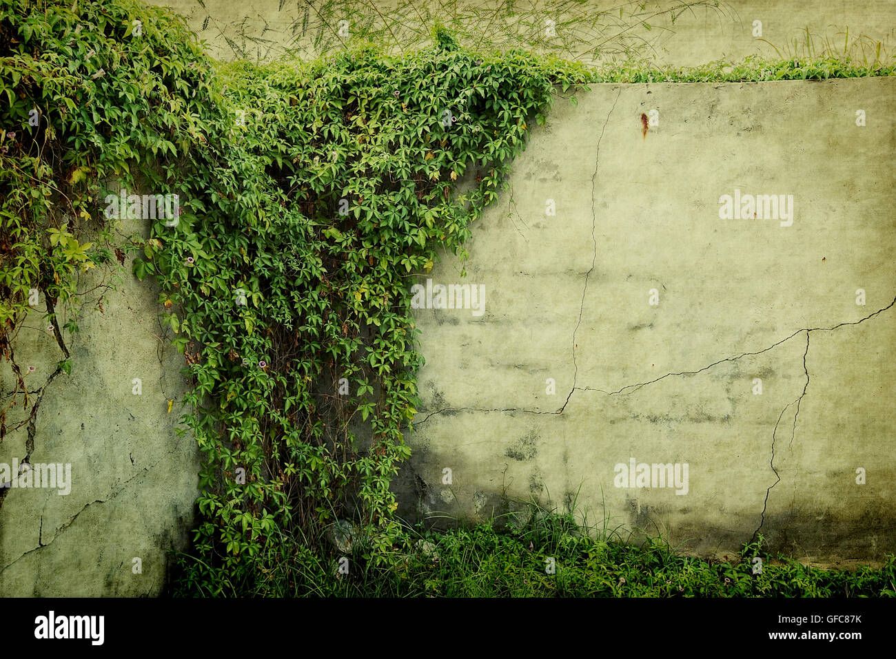 ivy leaves isolated on a white background Stock Photo - Alamy