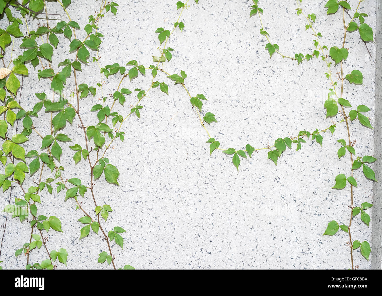 ivy leaves isolated on a white background Stock Photo - Alamy