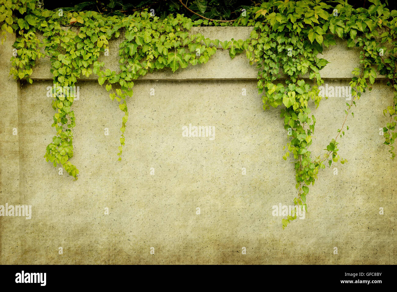 ivy leaves isolated on a white background Stock Photo - Alamy