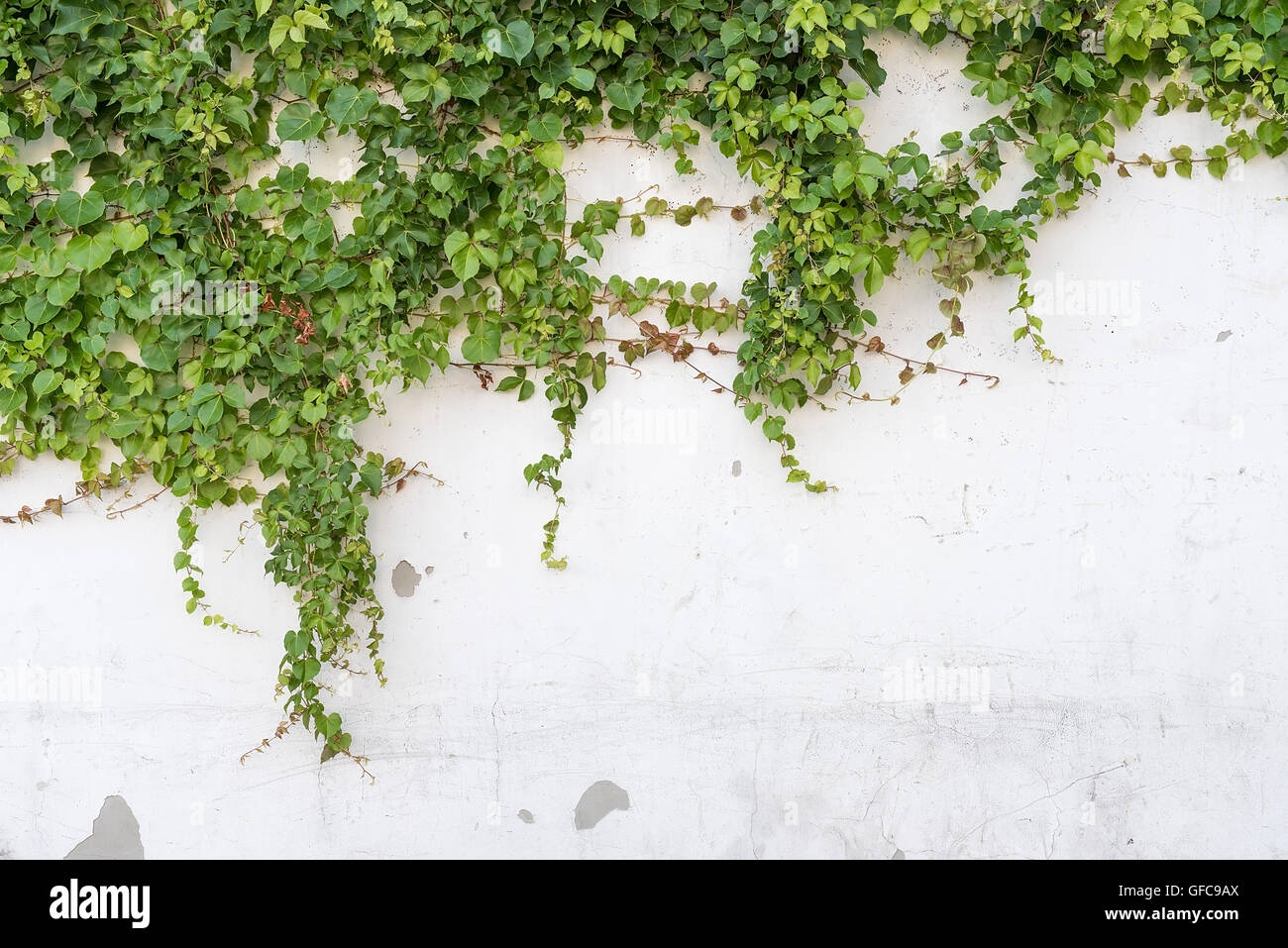 ivy leaves isolated on a white background Stock Photo - Alamy