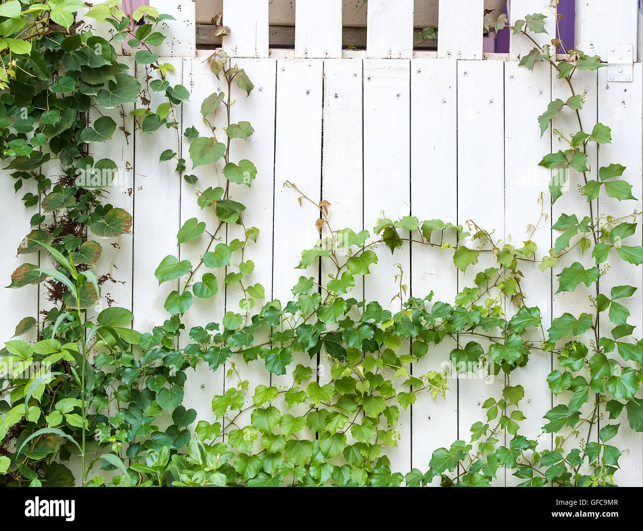 ivy leaves isolated on a white background Stock Photo - Alamy