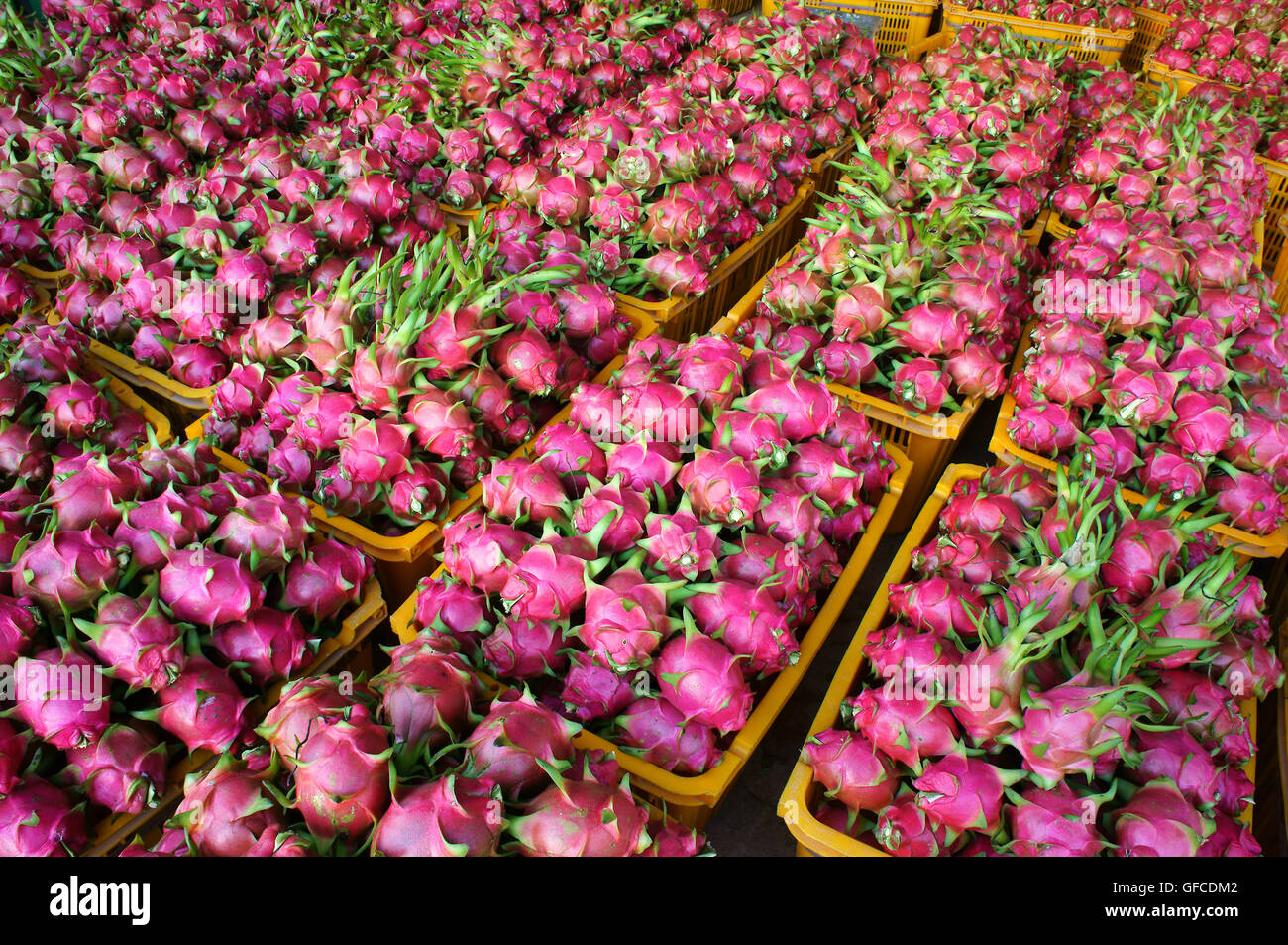 Vietnamese Dragon fruit, agricultural product, Binh Thuan,Vietnam
