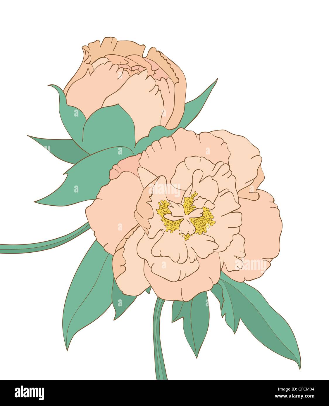 Peony isolated on white background Stock Vector Image & Art - Alamy
