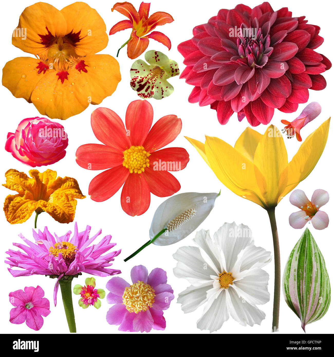 set of summer flowers on a white background Stock Photo