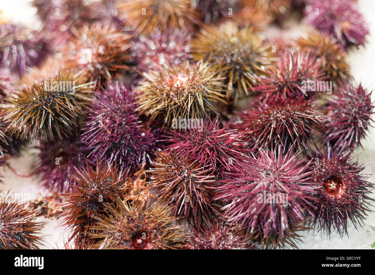 Closeup of display frozen sea urchins for sale at a market, La