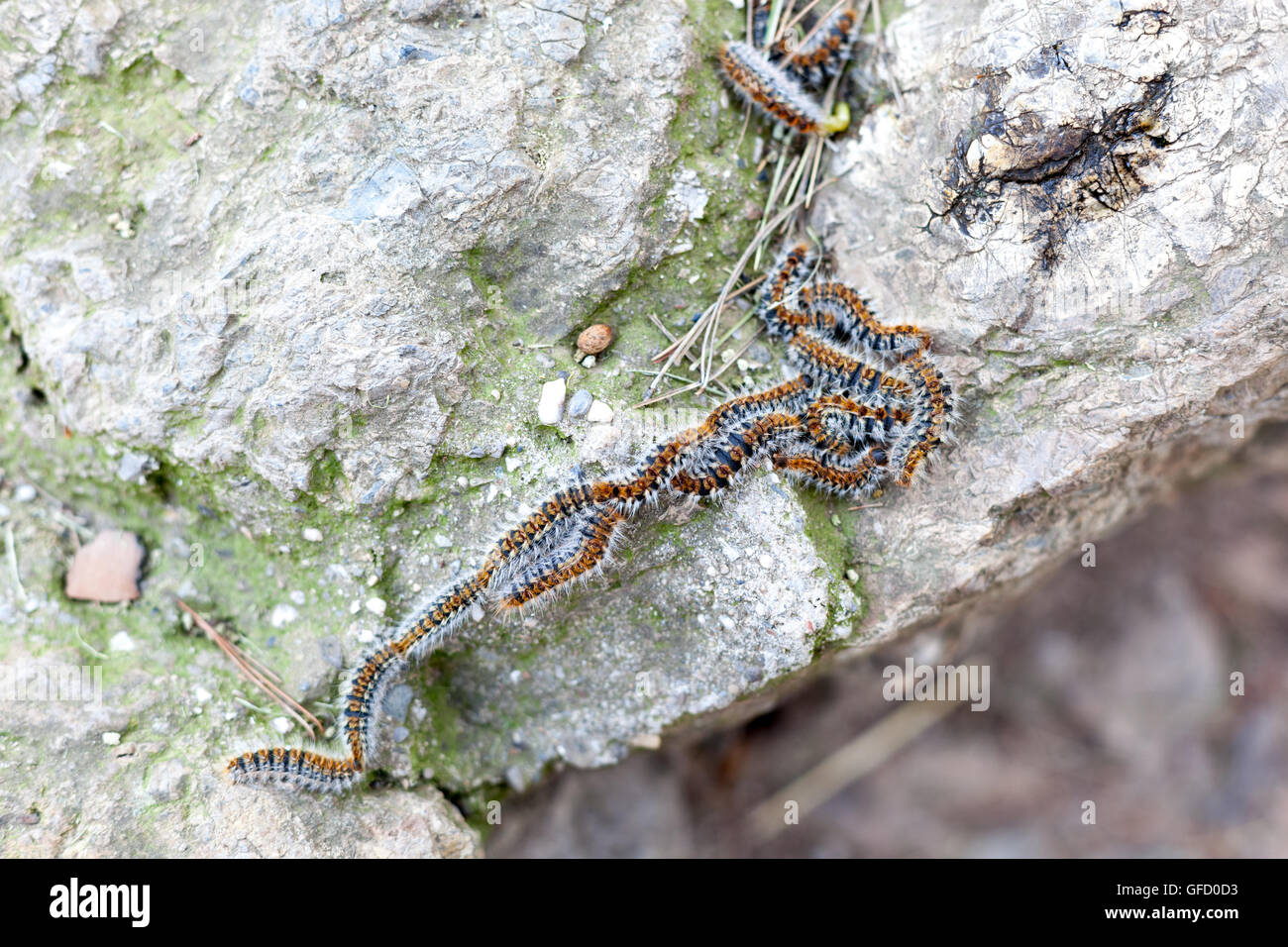Row of caterpillars hi-res stock photography and images - Alamy