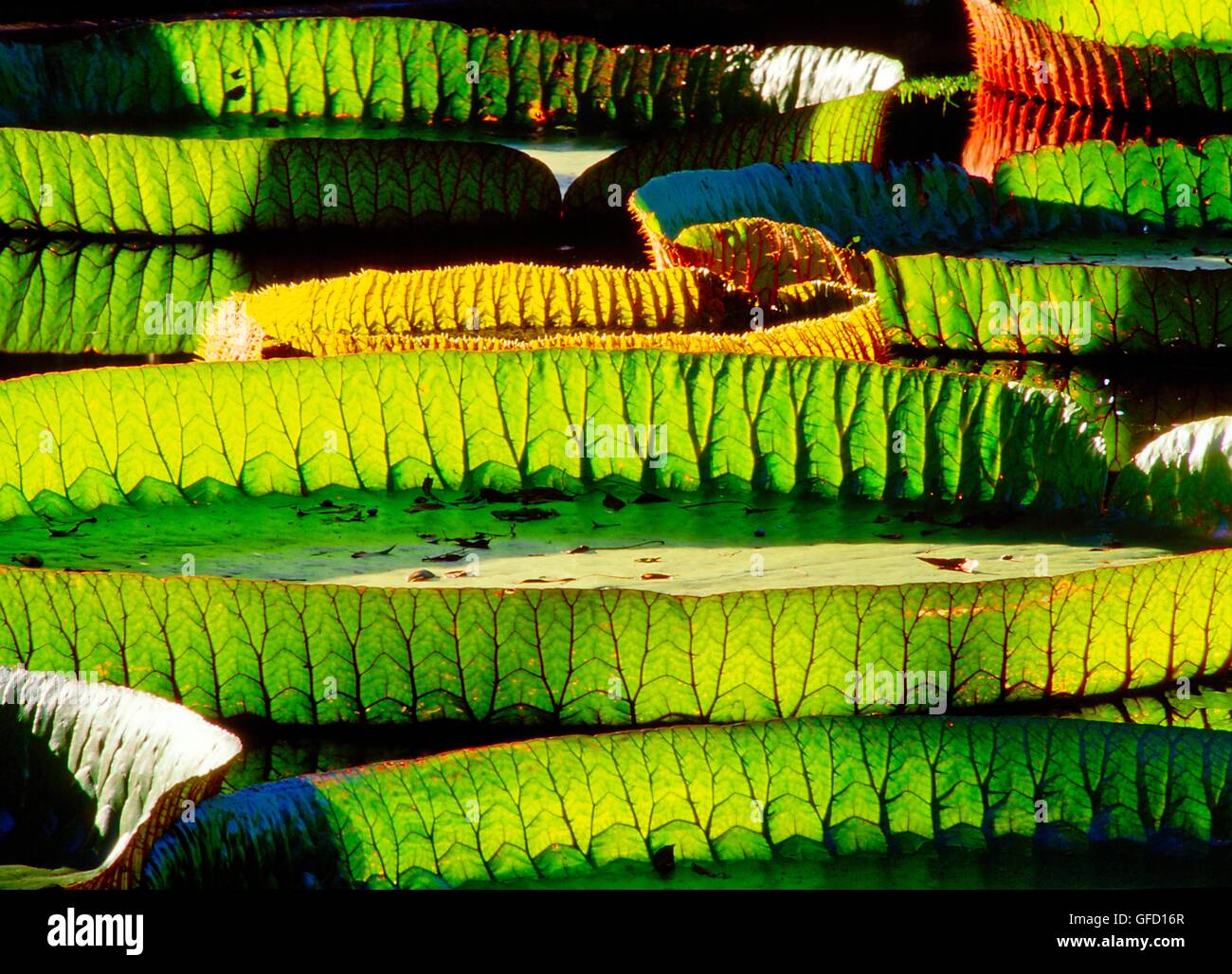 Amazonian water lily pads.  Backlit sunshine shows leaf structure. Genus Victoria Amazonica. Plant family Nympaeaceae Stock Photo