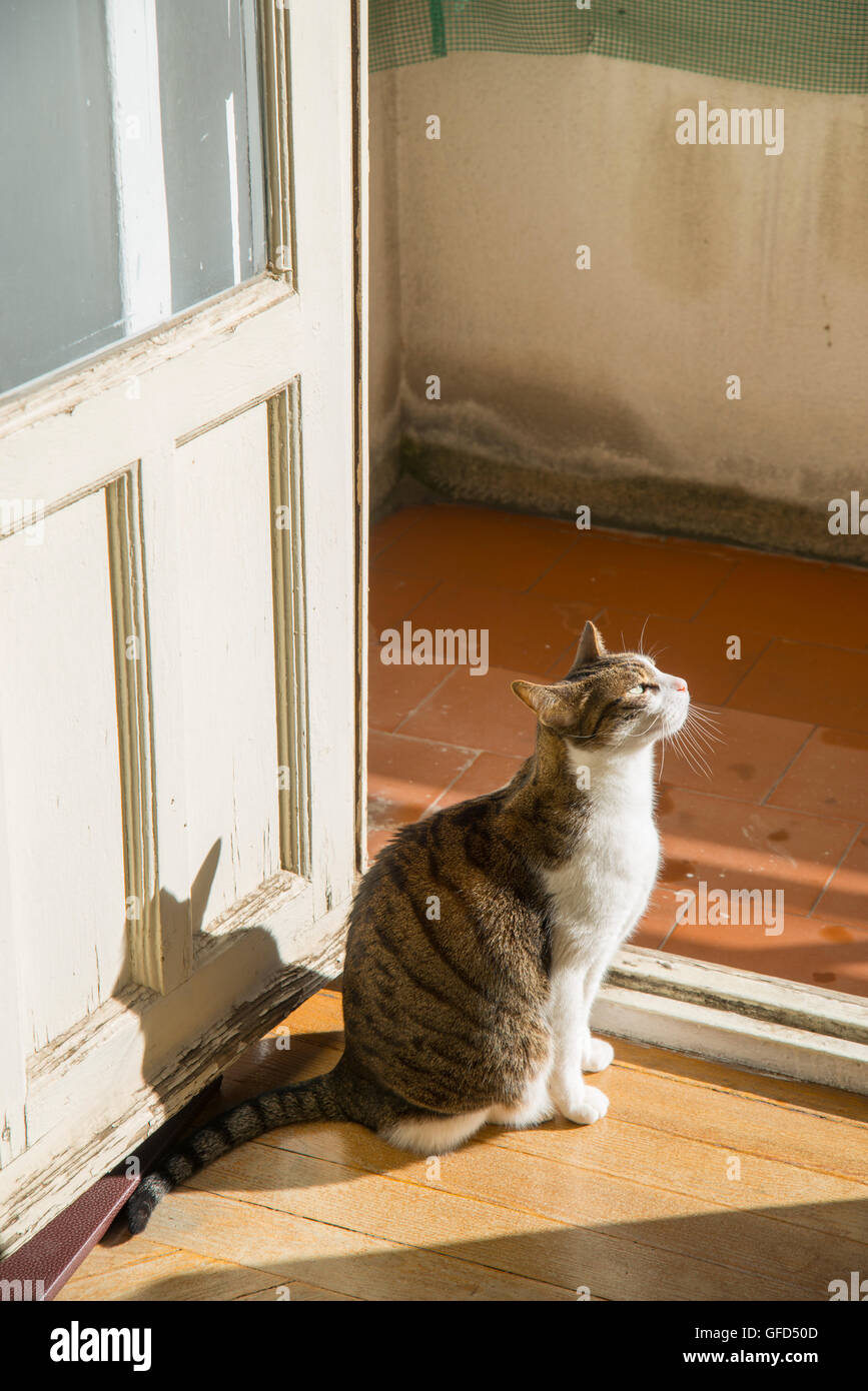 Tabby and white cat sitting at the balcony, sunbathing Stock Photo - Alamy