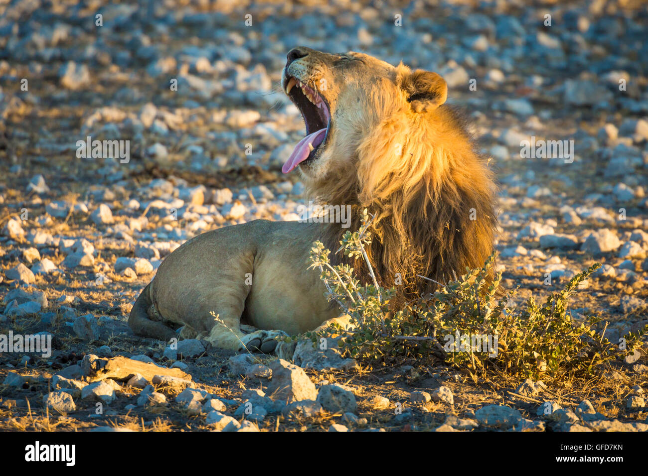 Yawning lion in Etosha National Park, Namibia, Africa Stock Photo