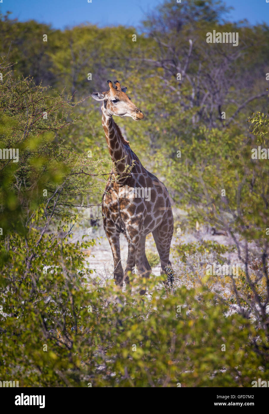 Giraffe in Etosha National Park in Namibia, Africa Stock Photo