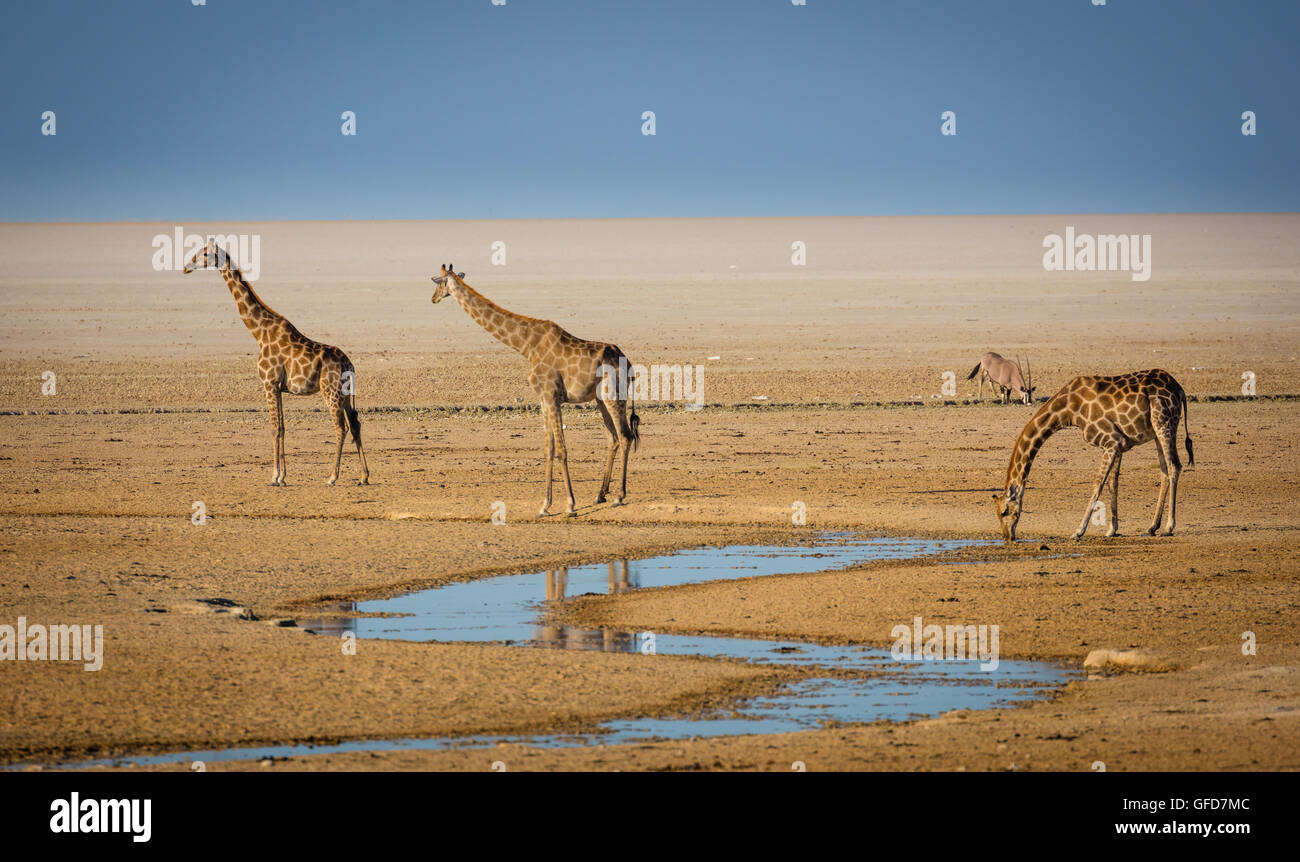 Three giraffes at waterhole in Etosha National Park in Namibia, Africa Stock Photo