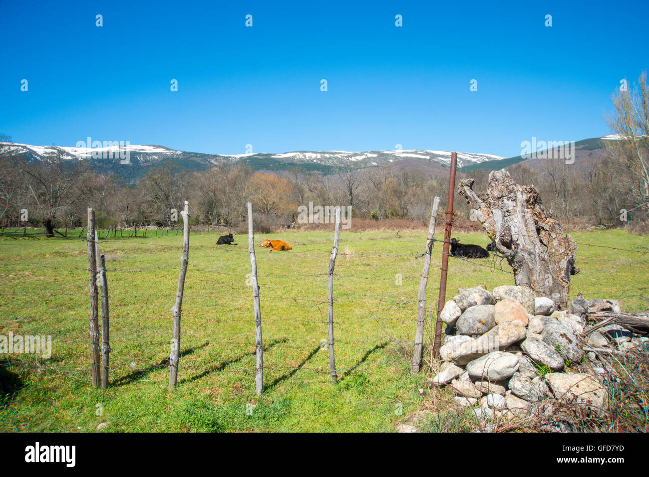 Meadow and cows. Sierra de Guadarrama National Park, Rascafria, Madrid province, Spain. Stock Photo