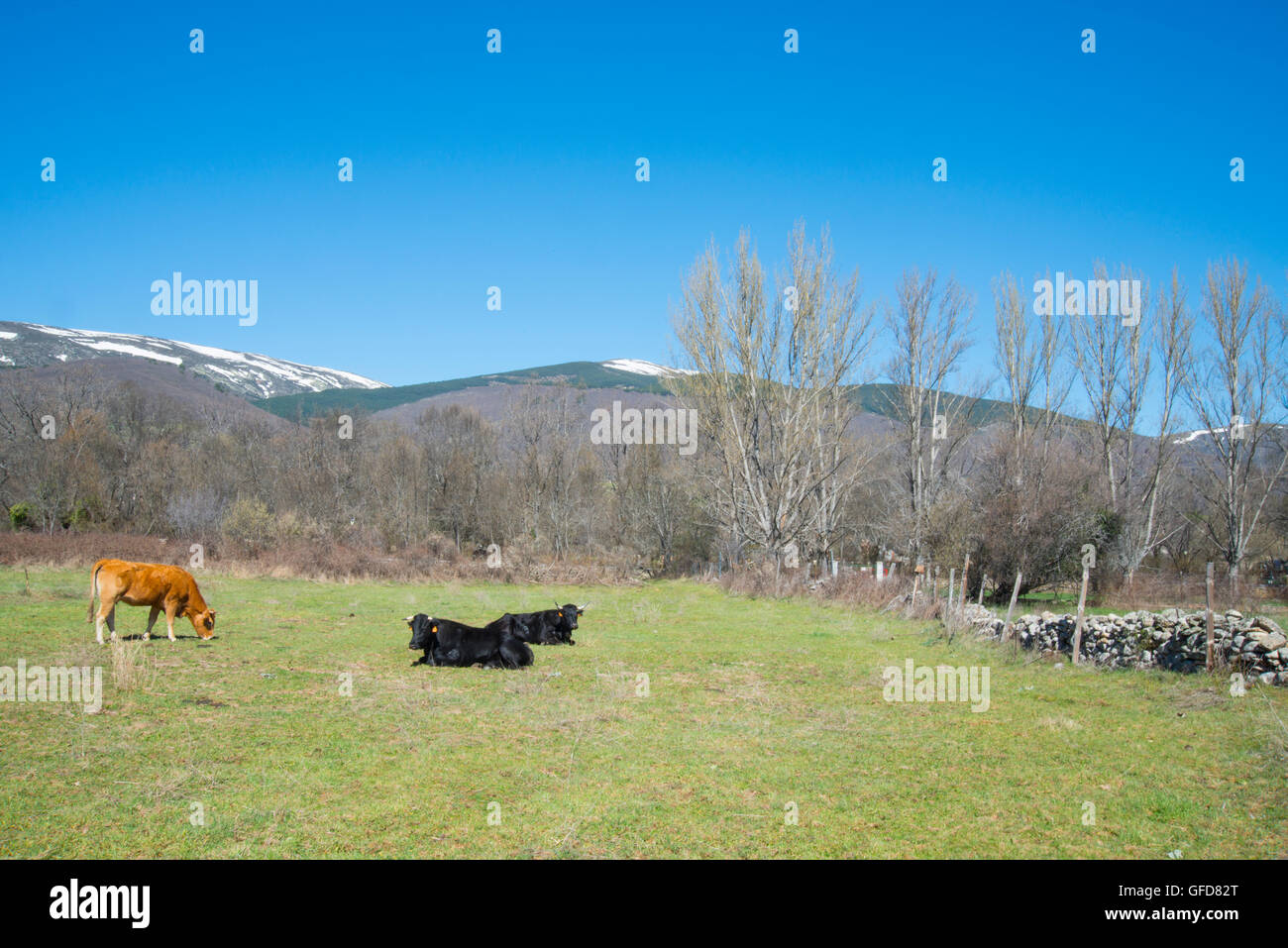 Three cows in a meadow. Rascafria, Madrid province, Spain. Stock Photo