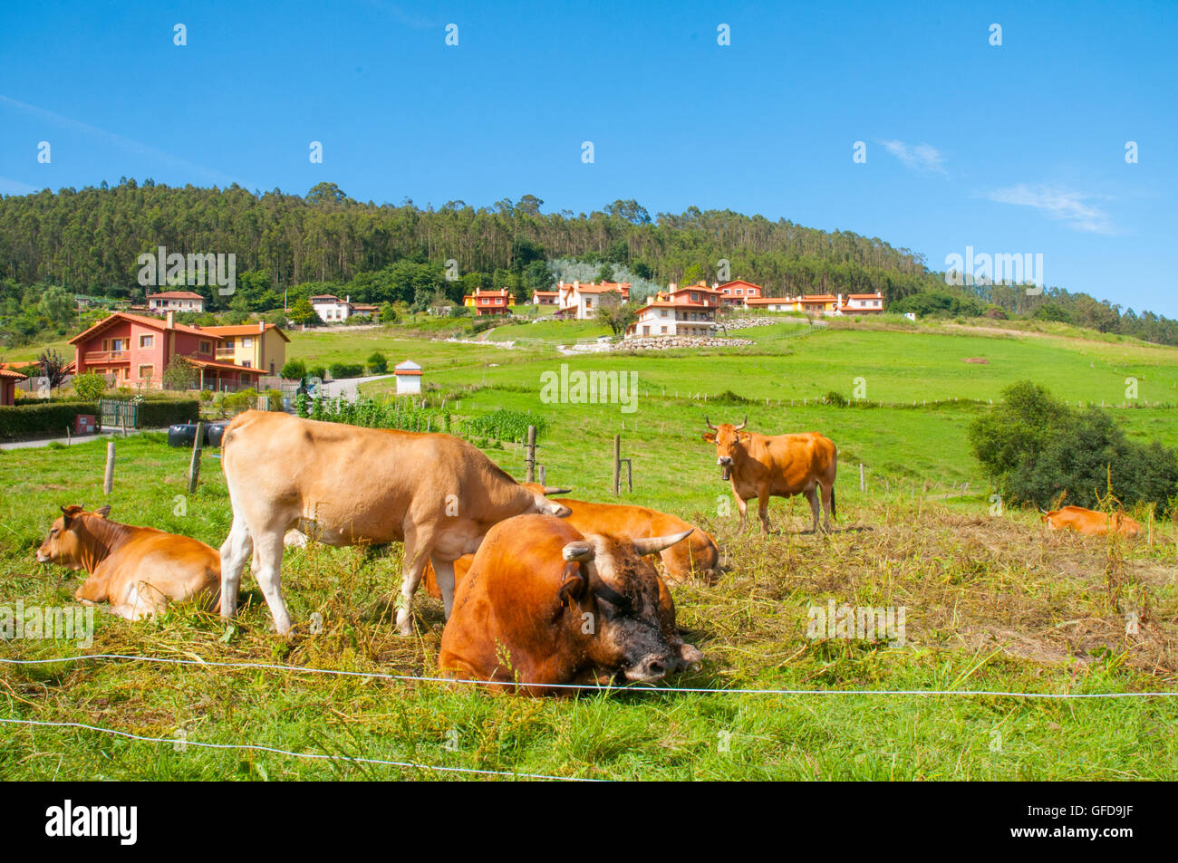 Cows. Asturias, Spain. Stock Photo