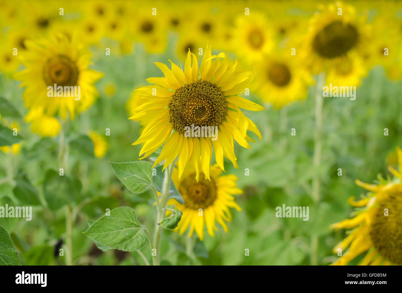 Close up of Yellow sunflowers field over mountains Stock Photo - Alamy