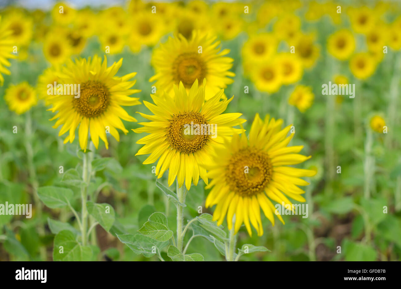 Close up of Yellow sunflowers field over mountains Stock Photo - Alamy