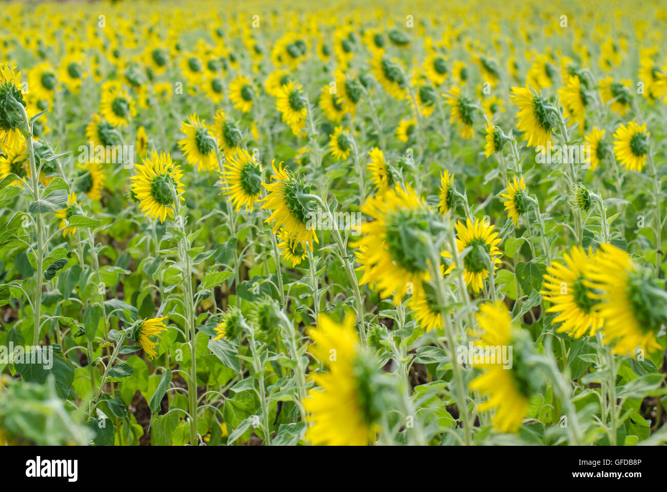 Close up of Yellow sunflowers field over mountains Stock Photo - Alamy