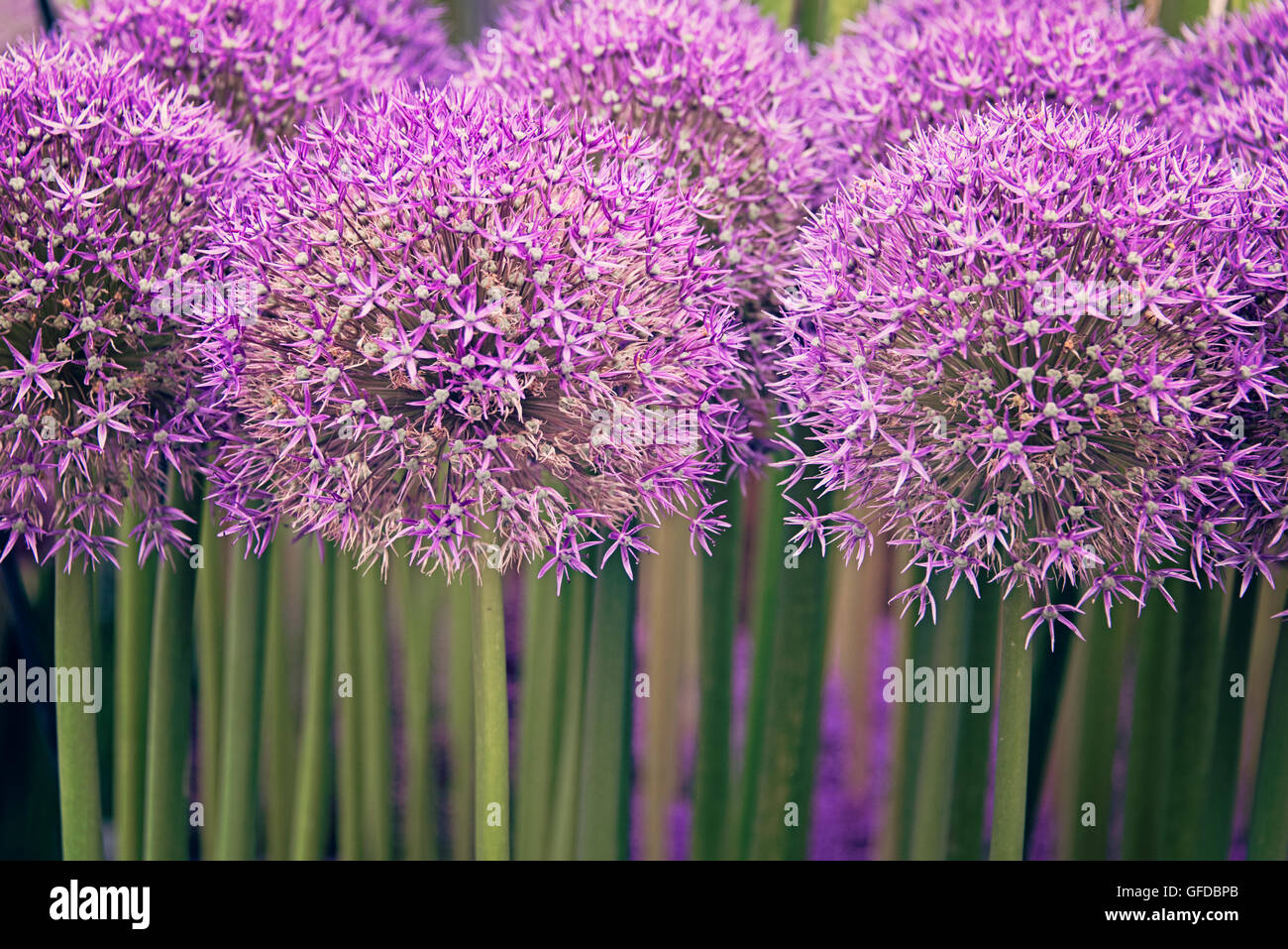 Allium PinBall Wizard pink purple flowers and green stems at Hampton