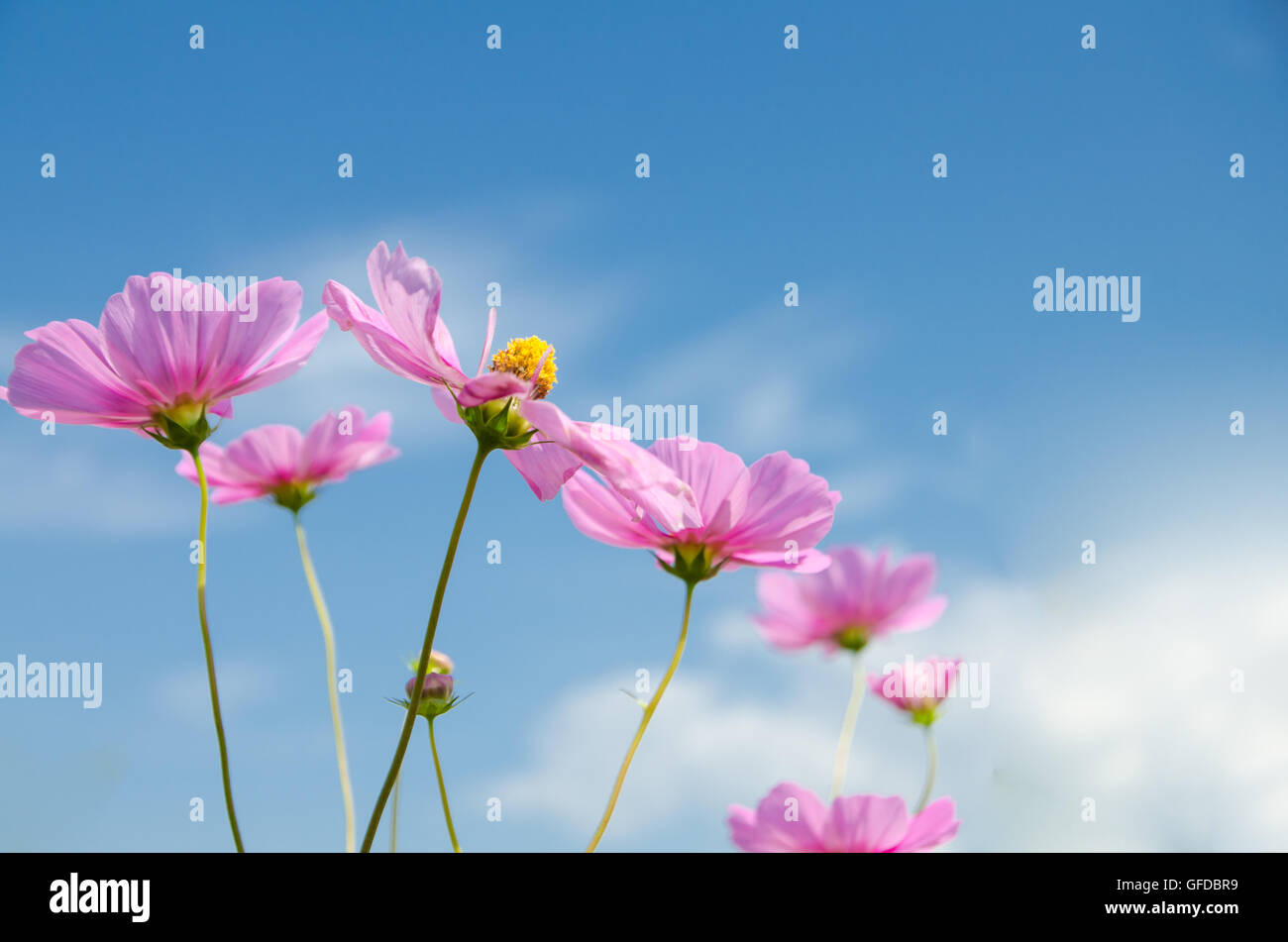 cosmos flower in the garden against blue sky Stock Photo - Alamy