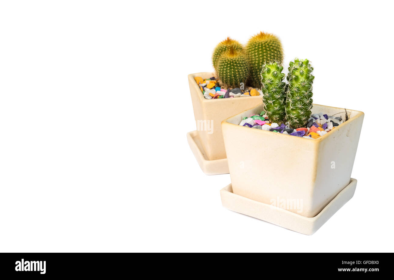 Cactus in a pot Isolated On White Background Stock Photo - Alamy
