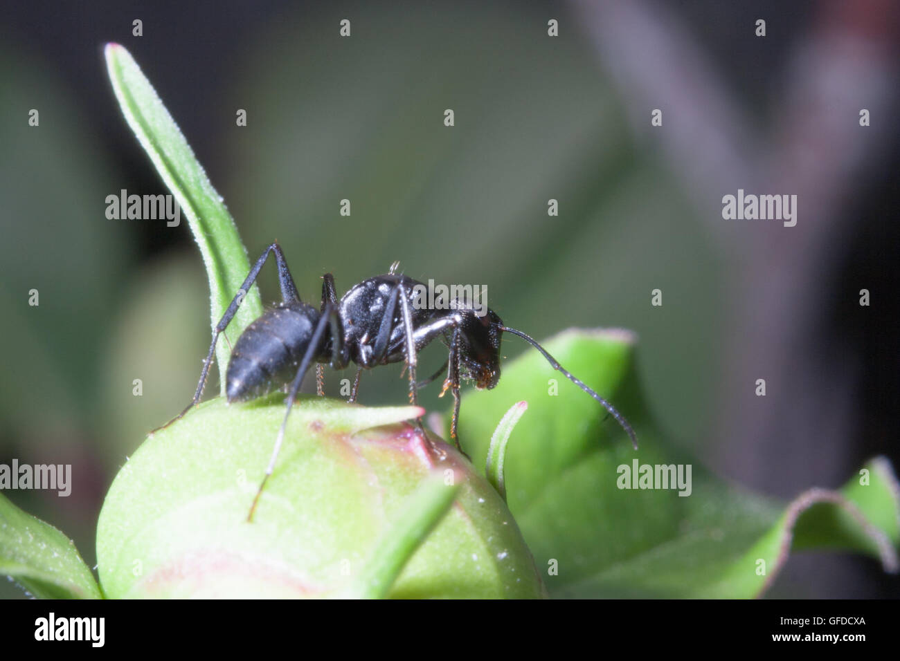 Details of ant in the flower garden Stock Photo Alamy