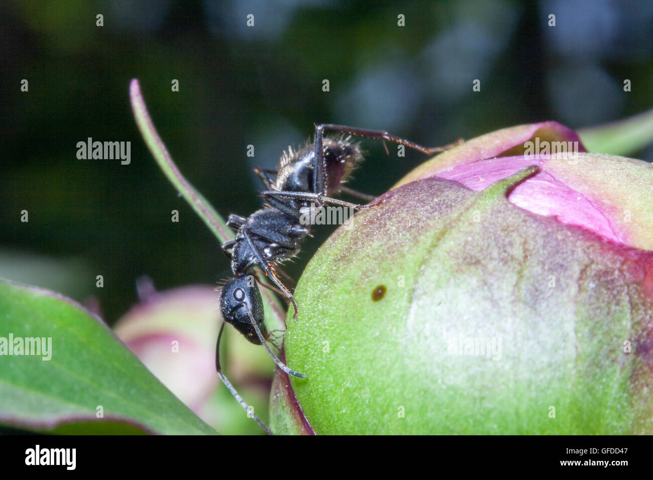 Details of ant in the flower garden Stock Photo Alamy