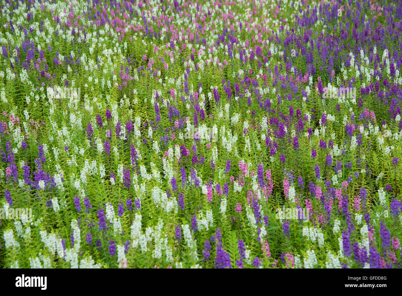 Field of purple flowers in the garden Stock Photo - Alamy