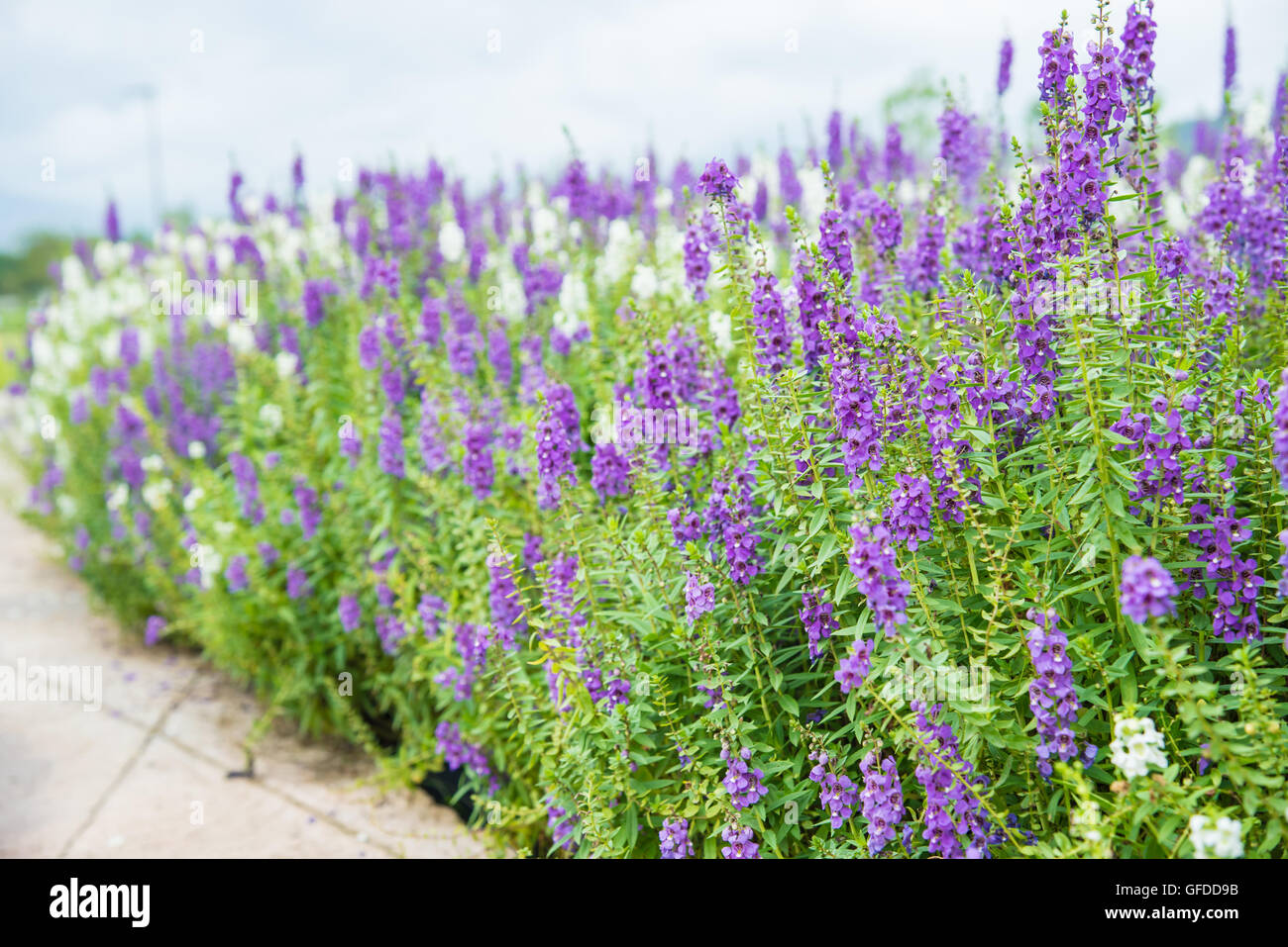 Field of purple flowers in the garden Stock Photo - Alamy