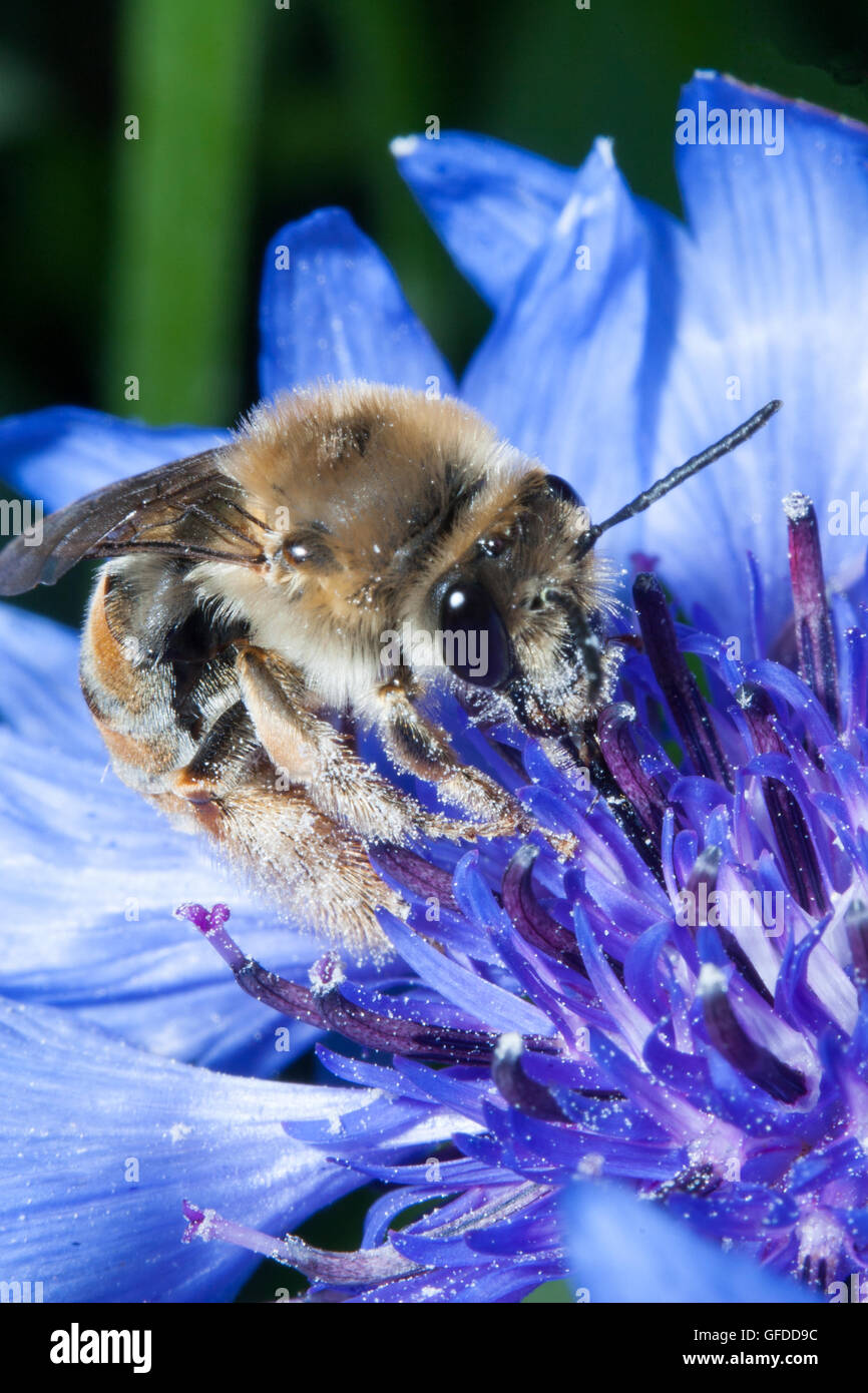 Macro shot of a bee on the  blue flower Stock Photo