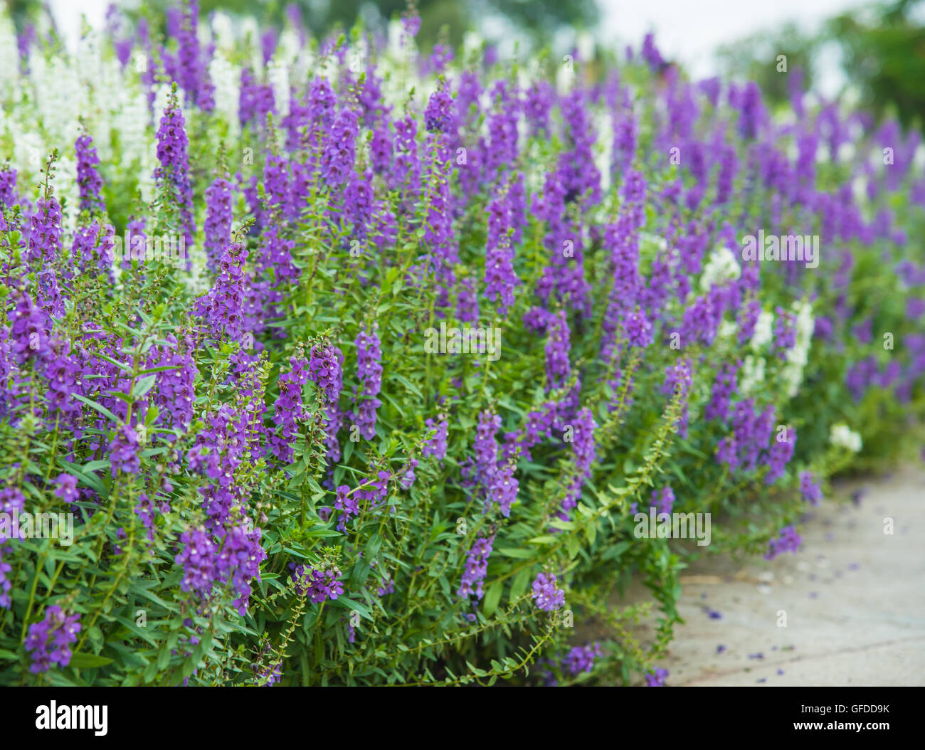 Field of purple flowers in the garden Stock Photo - Alamy