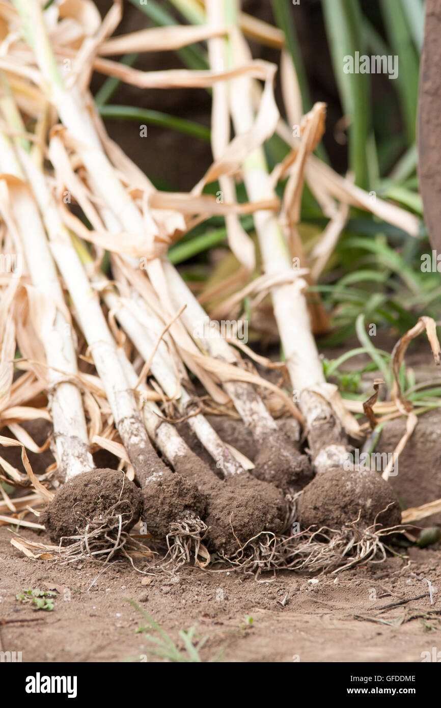 Harvesting garlics in spring Stock Photo Alamy