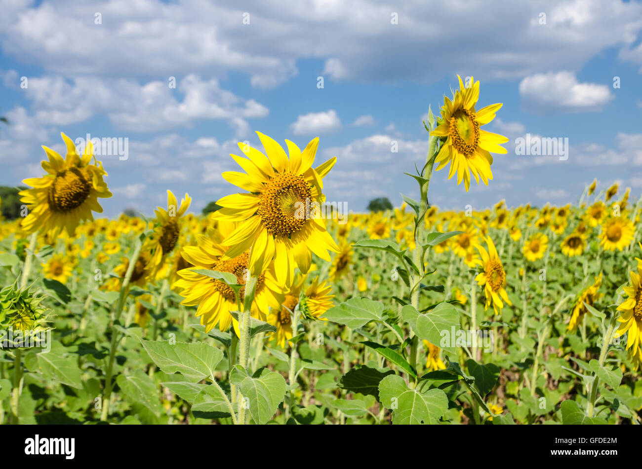Yellow sunflowers field over mountains and blue sky Stock Photo - Alamy