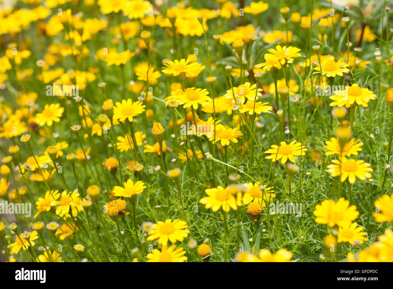 Yellow dahlberg daisy om full bloom Stock Photo