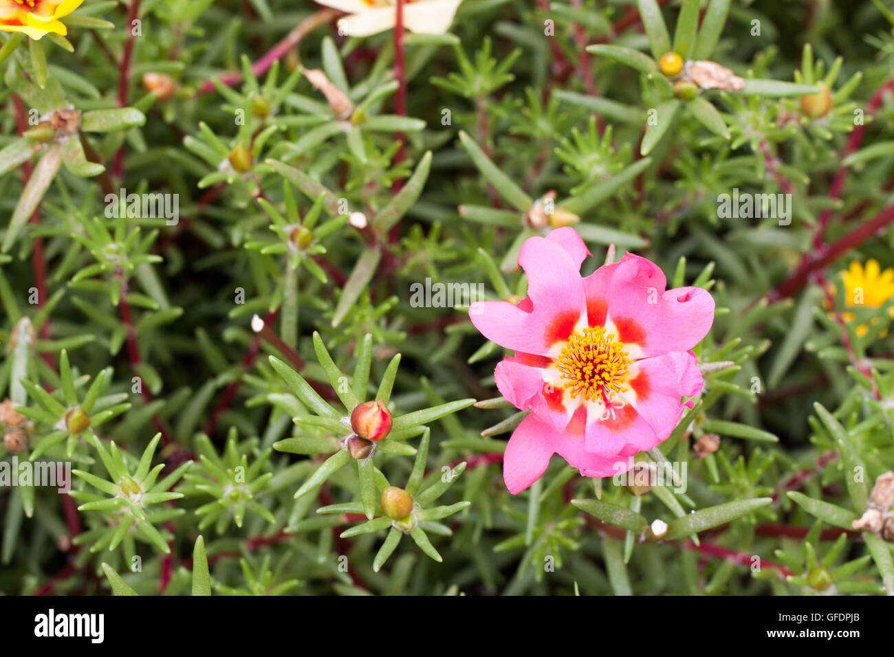 Portulaca grandiflora in full bloom Stock Photo Alamy