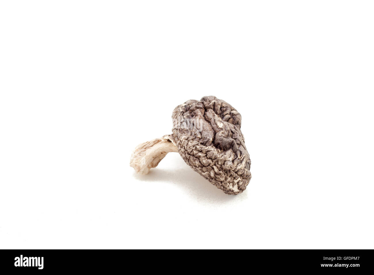 Lentinula edodes on white isolated background Stock Photo - Alamy