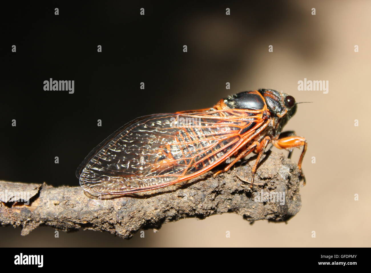 Cicada Bug. Cicada insect. Cicada Macro Horizontal. Cicada on a stick Stock Photo