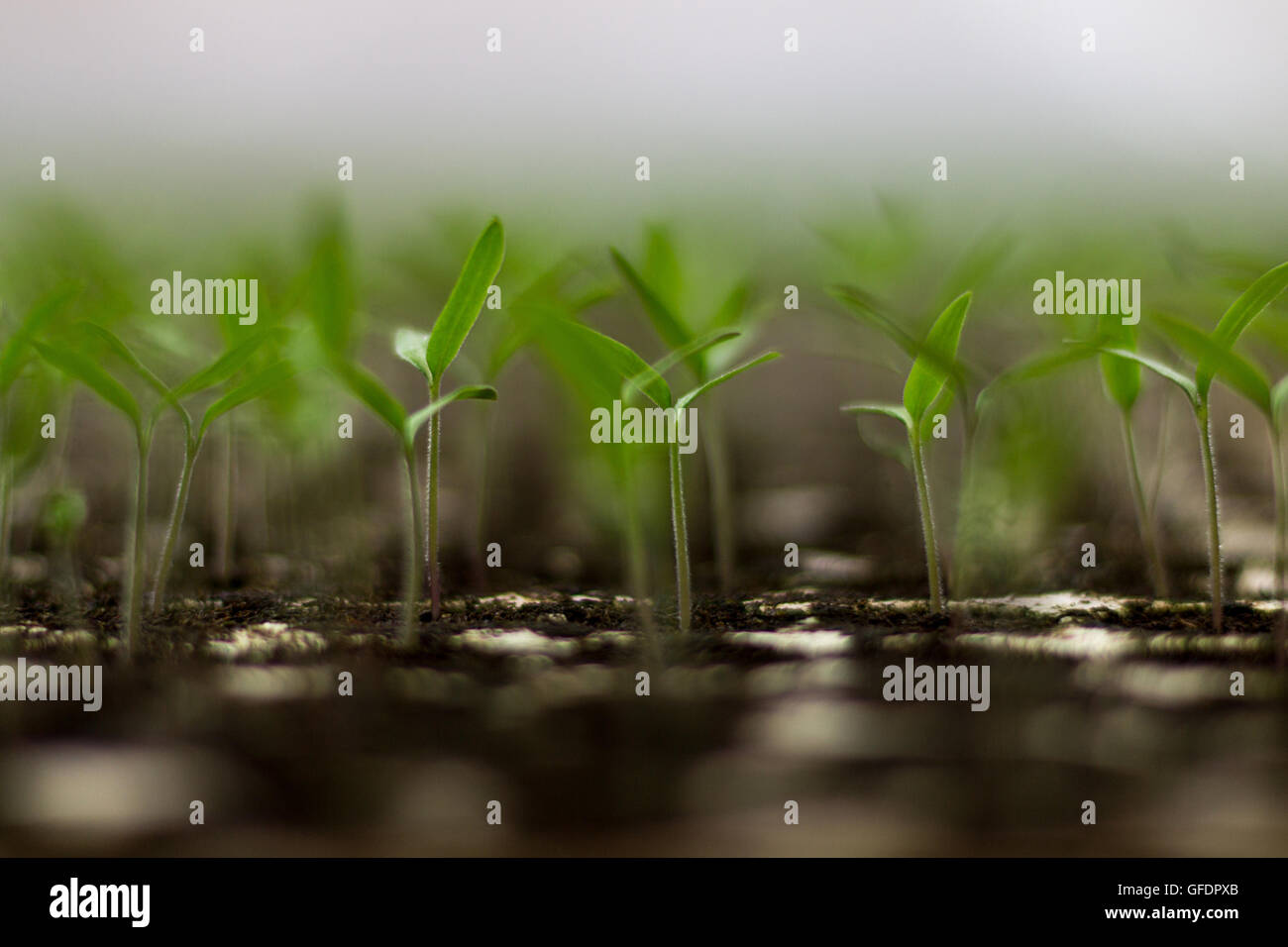 Tomato seedlings sprout Solanum lycopersicum, shallow depth of field