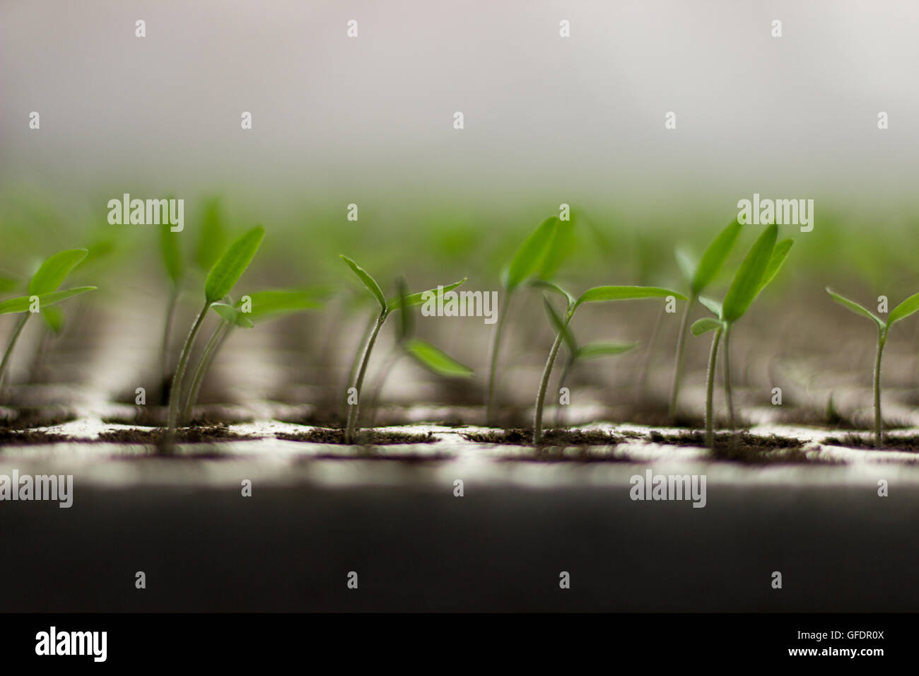Tomato seedlings sprout Solanum lycopersicum, shallow depth of field