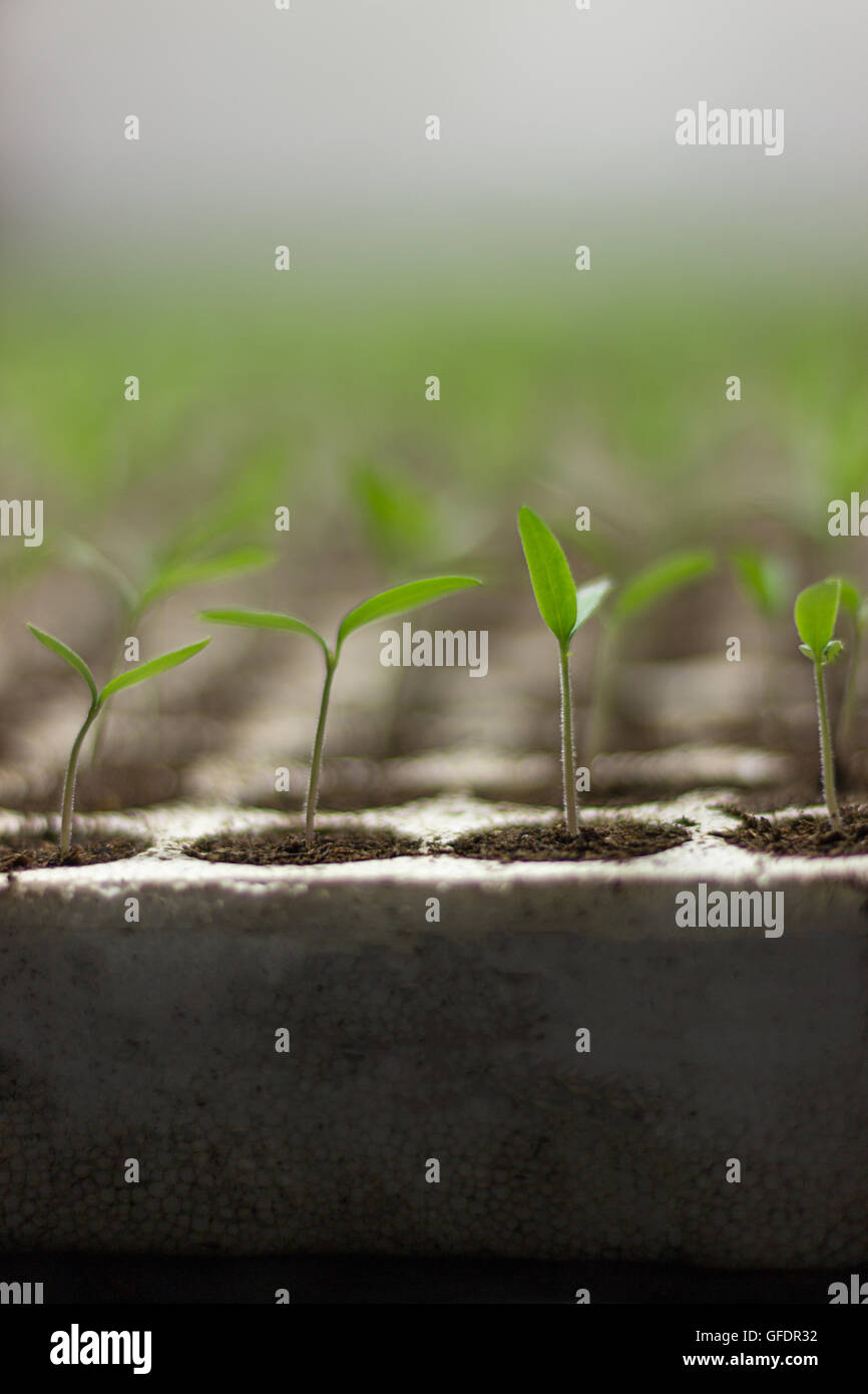 Tomato seedlings sprout Solanum lycopersicum, shallow depth of field