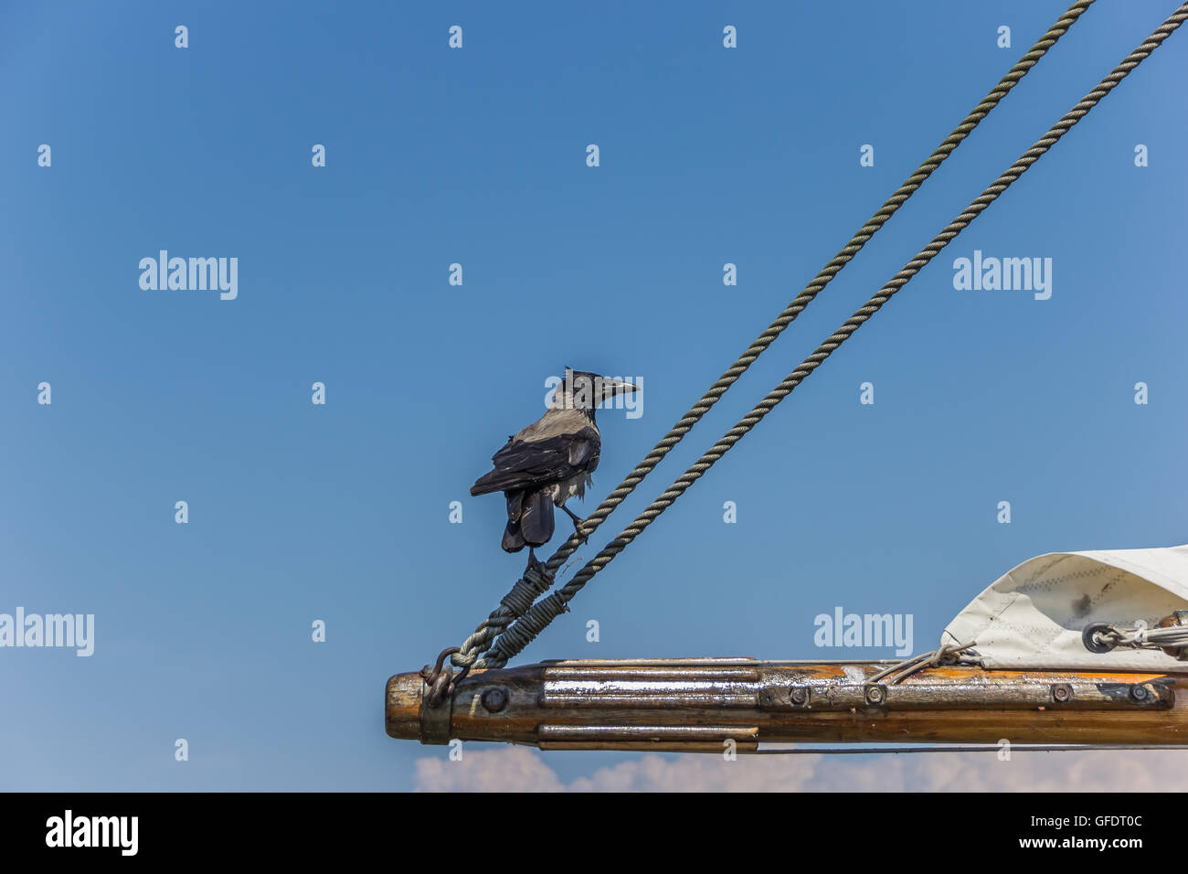 Black crow sitting on the boom of an old sailboat Stock Photo