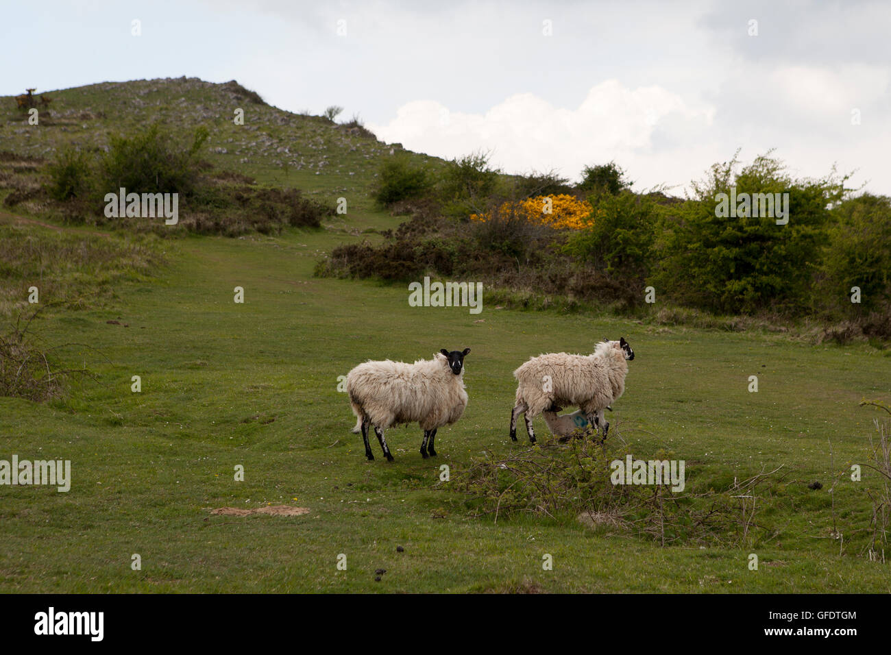 Sheep on Crooks Peak, Mendips Somerset. Stock Photo