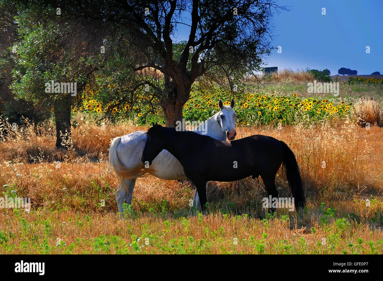 two horses one black and one white Stock Photo - Alamy