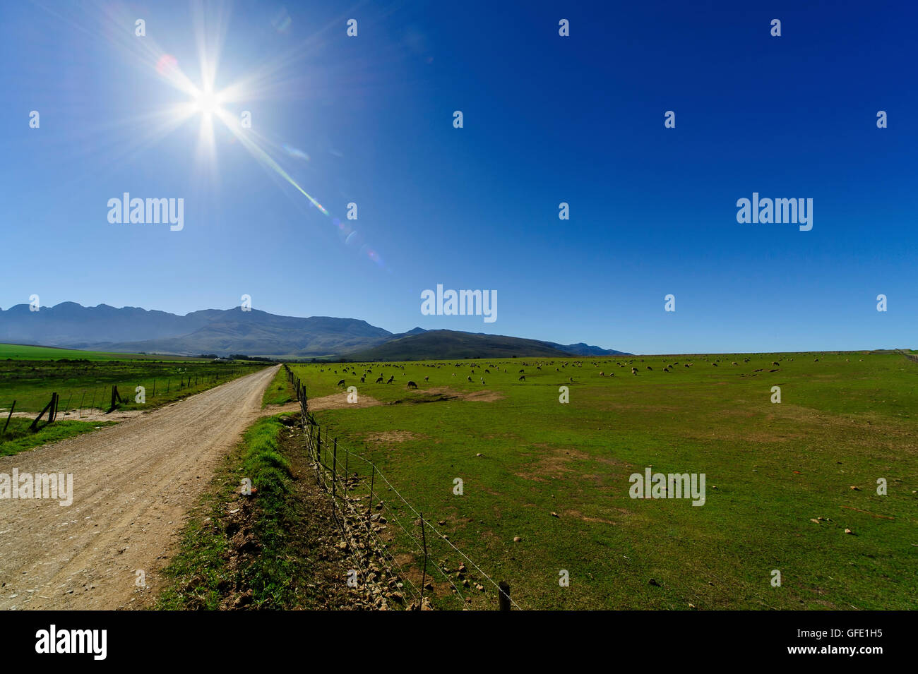 Group of Sheep in contre-jour, Calendon, South Africa Stock Photo