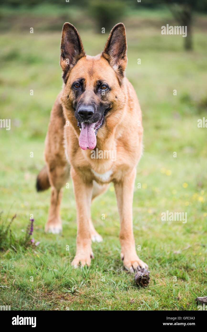 Security dog hi-res stock photography and images - Alamy