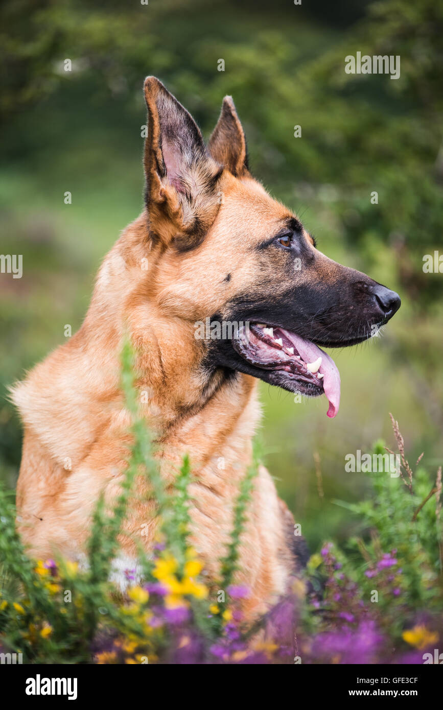 german shepherd dog face with tongue Stock Photo Alamy