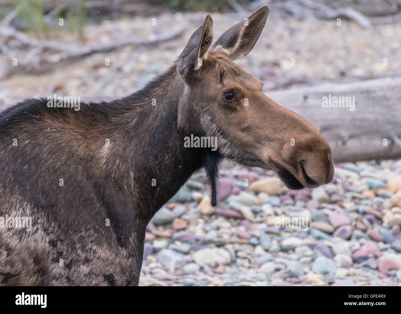 Moose Looks Right with Attentive Ears in a swarm of small insects Stock Photo