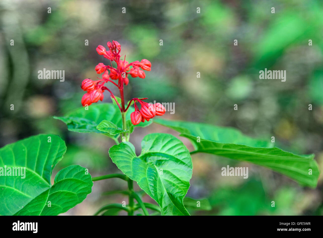 Red Clerodendrum Paniculatum flower. Pagoda flower in in Tangkoko National Park. North Sulawesi. Indonesia Stock Photo
