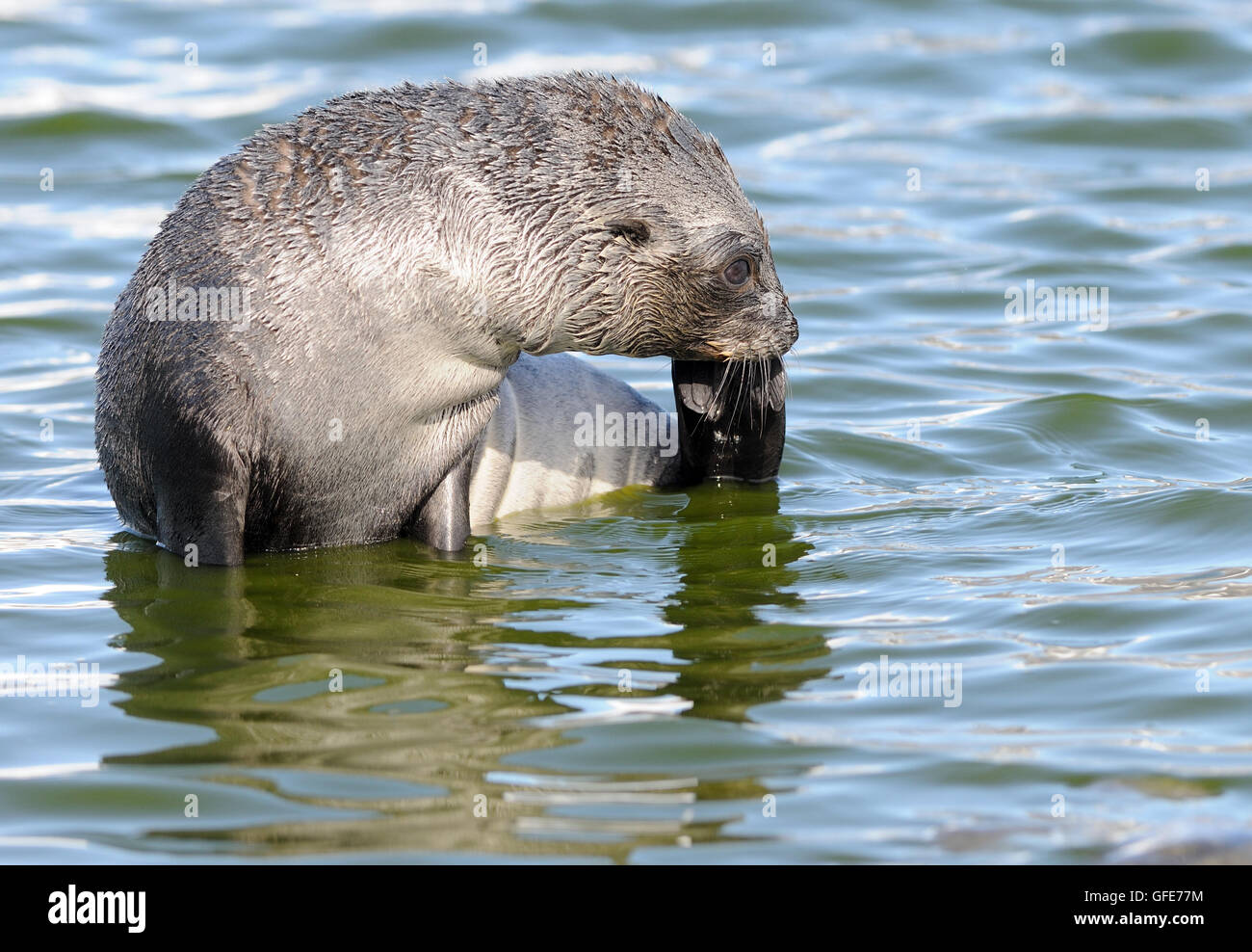 An antarctic fur seal (Arctocephalus gazella)  scratches its chin with its back flipper.  Salisbury Plain, South Georgia. Stock Photo